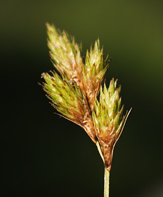 <i>Carex scoparia</i> Species of grass-like plant