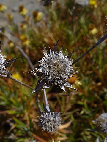 Infrutescence