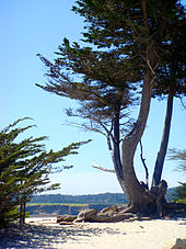 Monterey cypress, Carmel Carmel Monterey Cypress.jpg