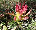 Miniatura para Castilleja moranensis