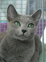 Russian Blue cat