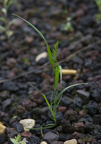 File:Catapodium rigidum 1.jpg