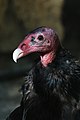 * Nomination A turkey vulture, Cathartes aura, at Happy Hollow Park and Zoo. --Grendelkhan 07:52, 29 August 2019 (UTC) * Decline  Oppose Lacks sharpness IMO. Sorry. --Ermell 19:19, 29 August 2019 (UTC)