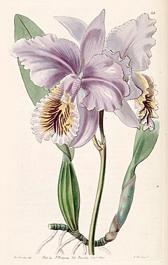 Cattleya mossiae - Wikipedia, la enciclopedia libre