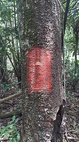 Clarisia racemosa