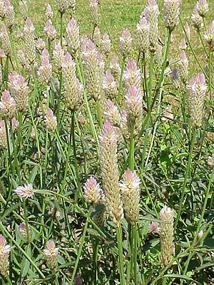 Celosia argentea0.jpg