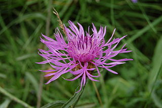 <i>Centaurea aspera</i> Species of flowering plant