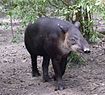 Orta Amerika Tapir-Belize20.jpg