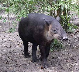 Centrinės Amerikos tapyras (Tapirus bairdii)