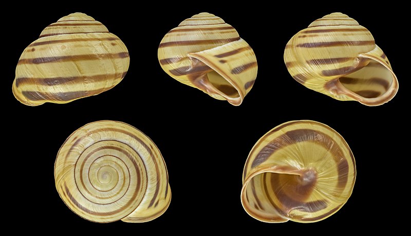 File:Cepaea nemoralis - Shell 34.jpg