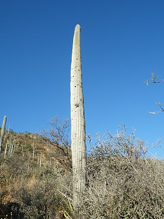 <i>Cephalocereus columna-trajani</i> Species of cactus