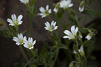 Cerastium beeringianum.jpg