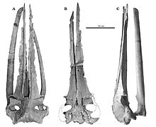 C. riabinini skull Cetotherium riabinini skull.jpg