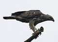 Changeable Hawk-Eagle (Spizaetus cirrhatus) - Flickr - Lip Kee.jpg