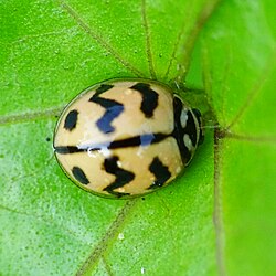 Cheilomenes sexmaculata, ladybird 5.jpg