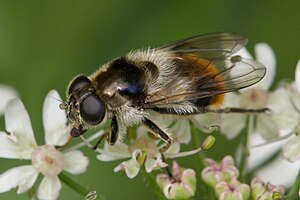 Colorful ore hover fly (Cheilosia illustrata)