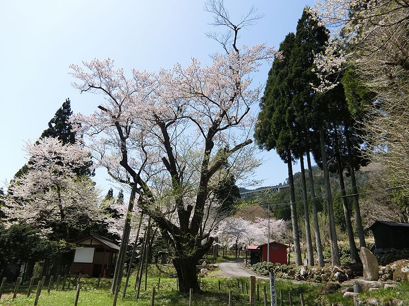 File:Cherry blossom at Fujiro, Gujo, 2016.jpg