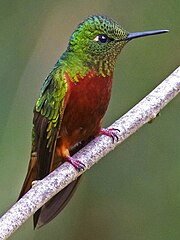 Chestnut-breasted Coronet JCB (cropped).jpg