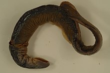 Chestnut lamprey.jpg