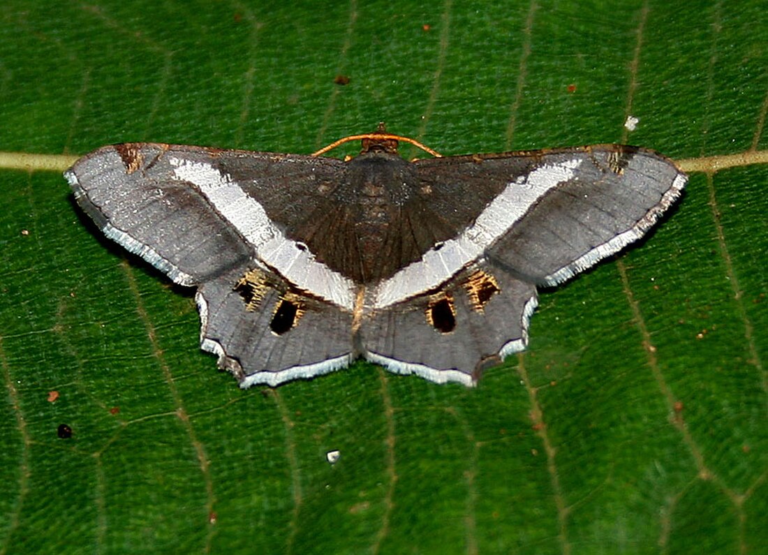 Geometer moth