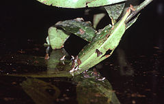 Description de l'image Chiasmocleis ventrimaculata01.jpg.