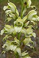 Chloraea piquichen Chile - Temuco-Villarrica