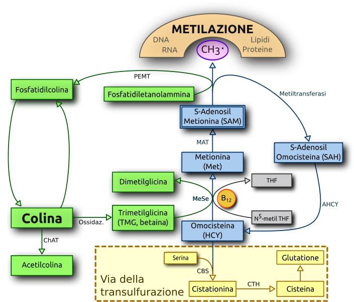 File:Choline metabolism-it.svg