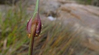 <i>Chorizandra cymbaria</i> Species of grass-like plant