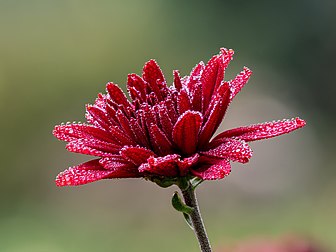 Flor de um crisântemo vermelho (Chrysanthemum x morifolium) com gotas de orvalho em um jardim da Alta Francônia, Alemanha. Fotografia com a técnica de empilhamento de foco (focus stacking) combinando 32 exposições (definição 5 212 × 3 908)
