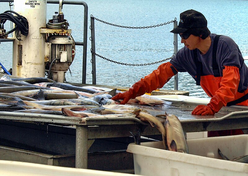 File:Chum Salmon sorting Taku Smokeries wc41.jpg