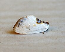 Cilix asiatica (20487206619) .jpg