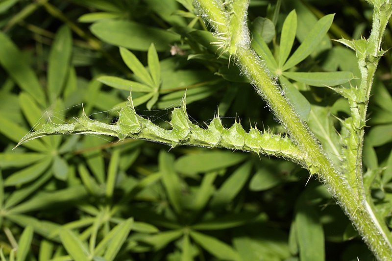 File:Cirsium edule 0864.JPG