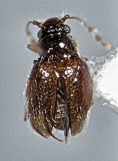 Discheramocephalini Tribe of beetles
