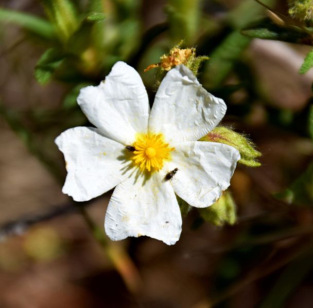 File:Cistus monspeliensis in Parc naturel régional de la Narbonnaise en Méditerranée 02.jpg