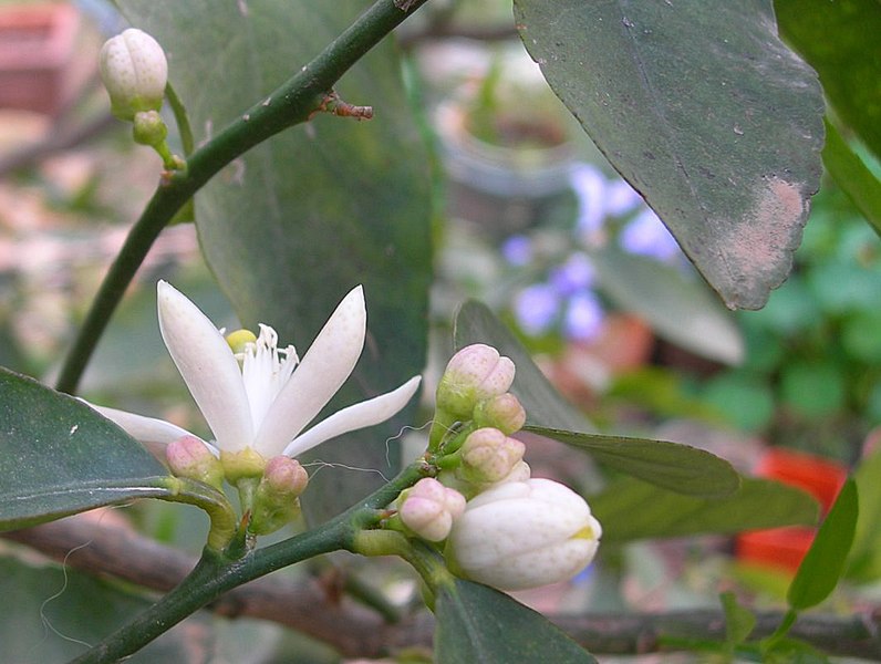 File:Citrus ×aurantiifolia114090888.jpg