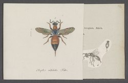 Cleptes - Print - Iconographia Zoologica - Special Collections University of Amsterdam - UBAINV0274 046 01 0043.tif