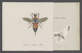 Descrição da imagem Cleptes - Print - Iconographia Zoologica - Coleções Especiais University of Amsterdam - UBAINV0274 046 01 0043.tif.