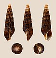 * Nomination Shell of a Clavatulid, Clionella confusa --Llez 17:00, 8 June 2016 (UTC) * Promotion Good quality. --Poco a poco 19:00, 8 June 2016 (UTC)