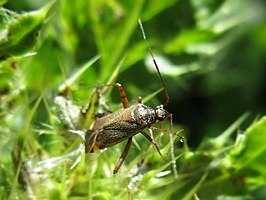 Closterotomus fulvomaculatus