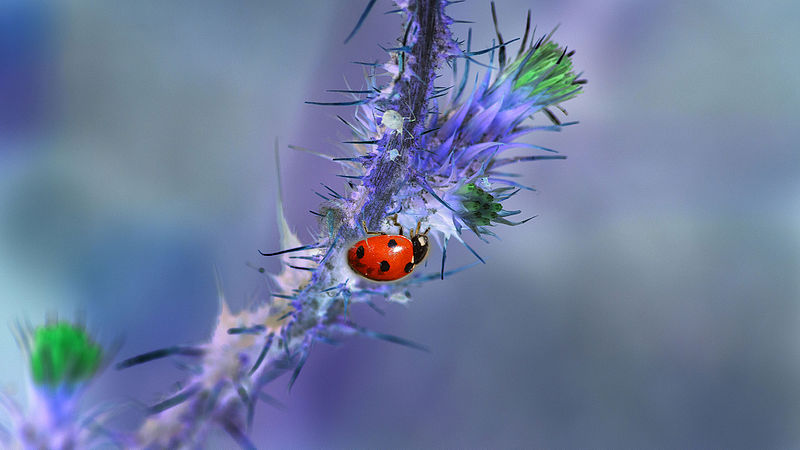 File:Coccinelle (18056541330).jpg