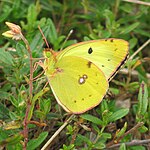 Colias alfacariensis – Flügelunterseite