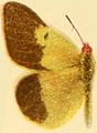 Colias wiskotti separata.JPG