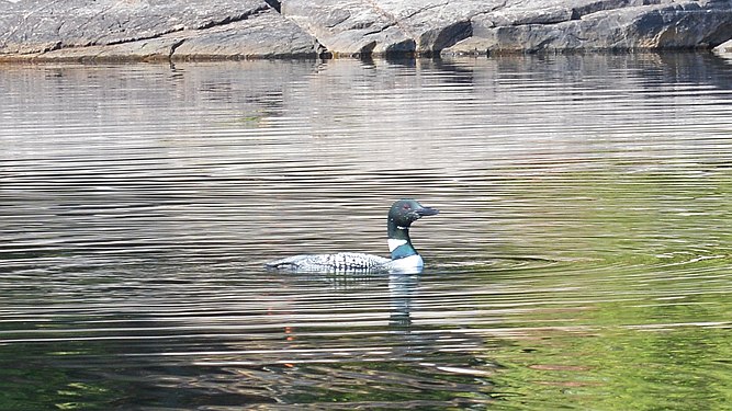 Common Loon (Gavia immer)