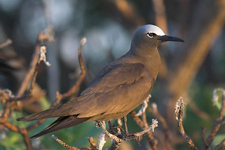 Tập_tin:Common_Noddy.jpg