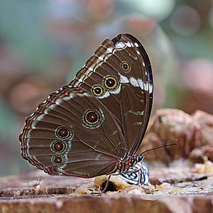 Common blue morpho (Morpho helenor helenor).jpg