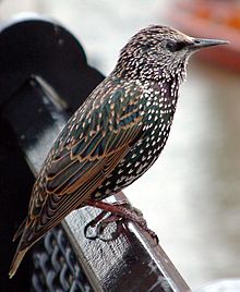 The songs of starlings have been discovered to show regional "dialects," a trait that has potential to have a cultural basis. Common starling in london.jpg