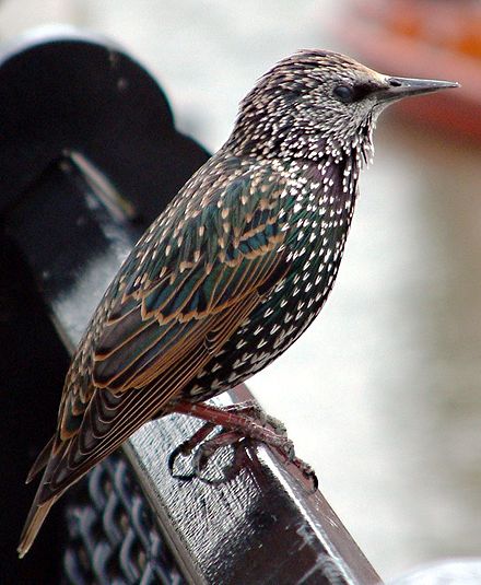 The songs of starlings have been discovered to show regional "dialects," a trait that has potential to have a cultural basis.
