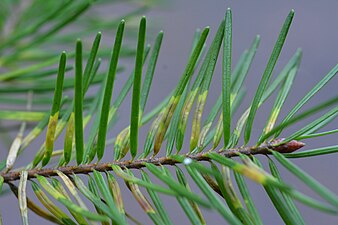 Contarinia pseudotsugae sensu lato