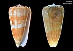 Thumbnail for Conus mascarenensis