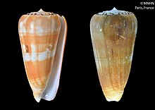 Conus mascarenensis (MNHN-IM-2000-34512) .jpeg